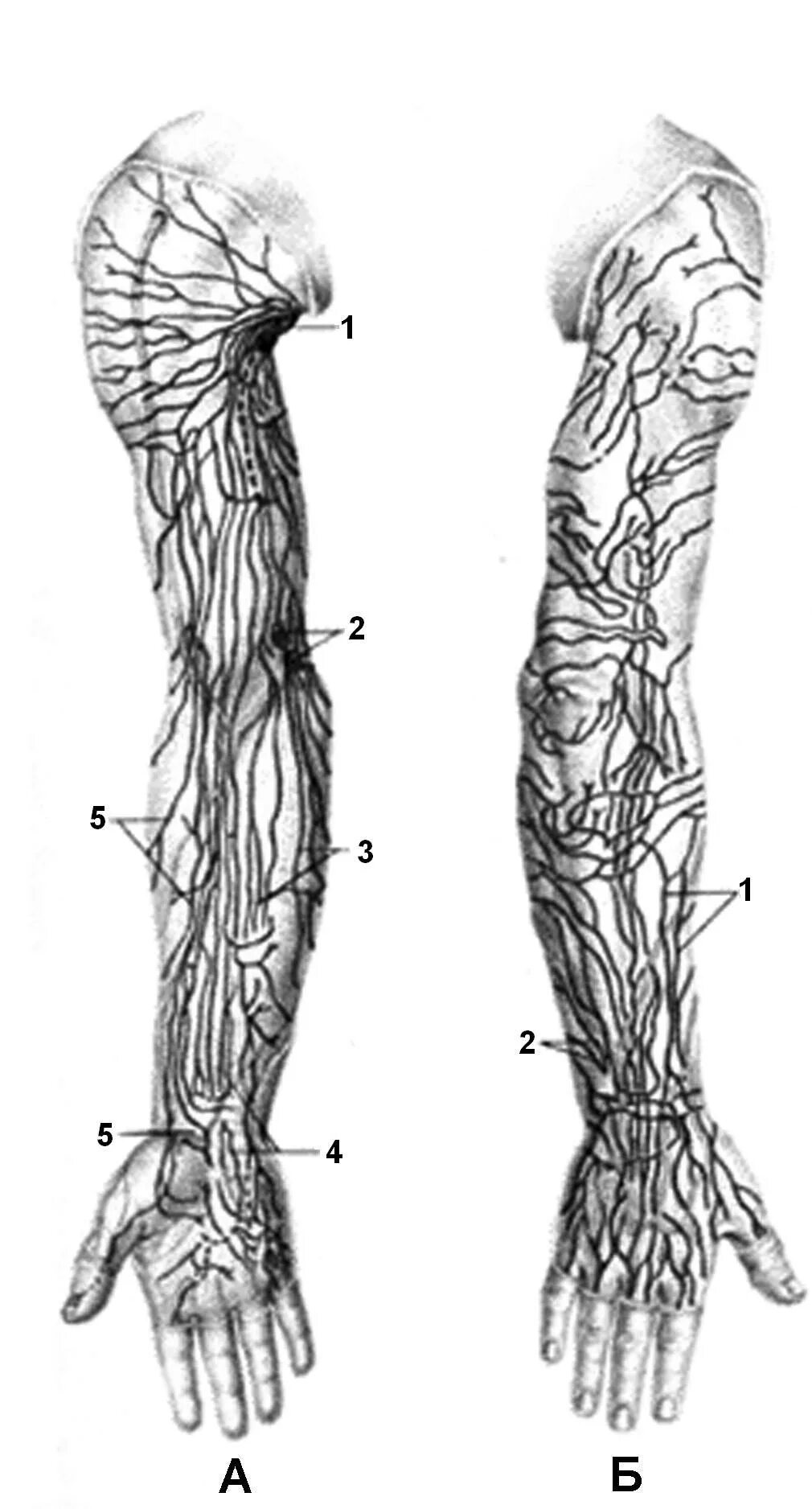 Лимфоузел на локте. Лимфатические сосуды верхней конечности. Вены и лимфатические узлы верхней конечности. Лимфатические сосуды и узлы верхней конечности. Анатомия лимфатической системы руки.