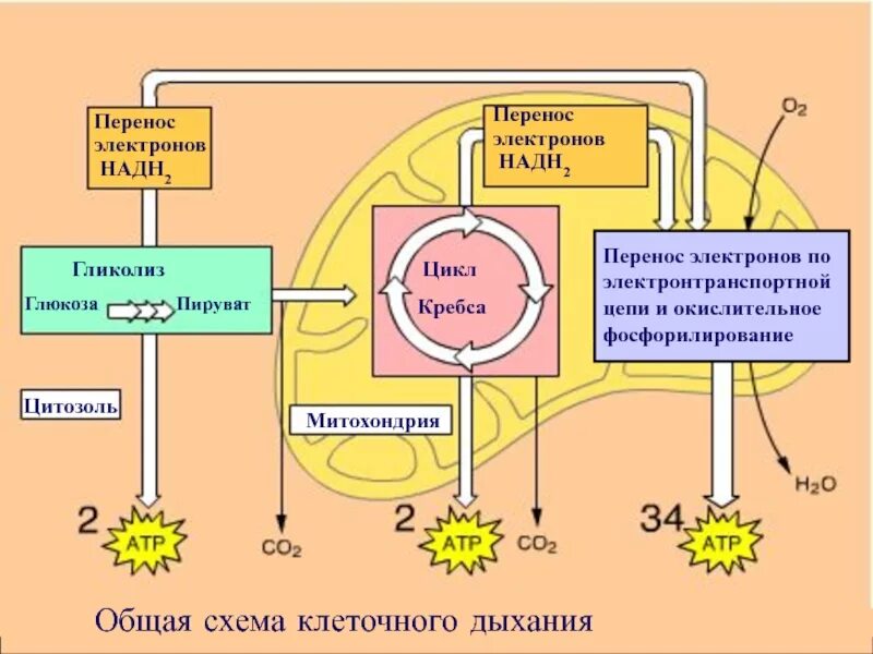 Можно использовать для описания клеточного дыхания. Энергетический обмен в митохондриях схема. стадии клеточного дыхания схема. схема кислородного этапа клеточного дыхания. процесс дыхания клетки схема.