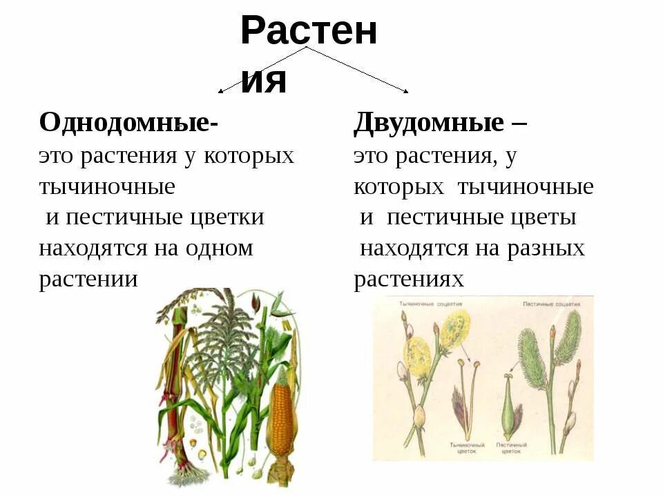 Как отличить растения. Однодомные и двудомные растения. Цветок однодомные и двудомные растения. Однодомные и двудомные растения схема. Однодомные и двудомные растения это в биологии.