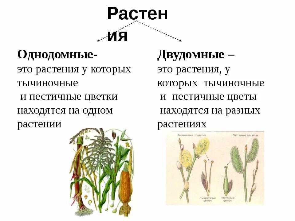 Чем однодомные растения отличаются от двудомных. Однодомные и двудомные растения таблица. цветок однодомные и двудомные растения. однодомные и двудомные цветки. однодомные и двудомные растения биология 6.