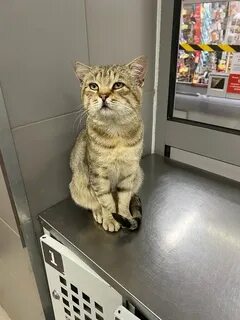 Выпусти кота