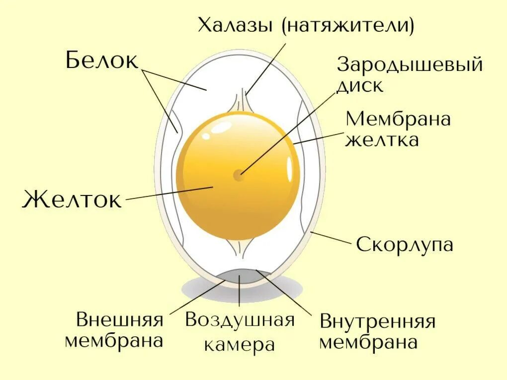 Строение скорлупы яйца. Структура куриного яйца. Структура скорлупы куриного яйца. Строение яйца курицы. Яички образуют