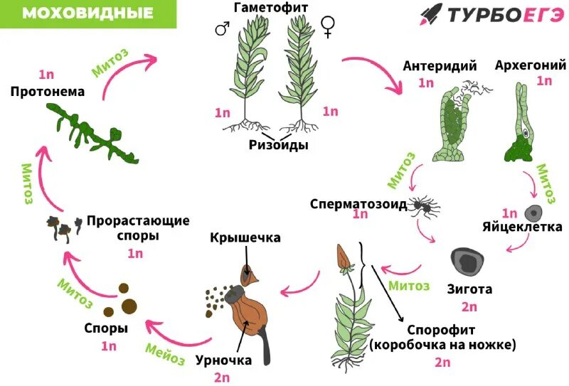 Гаметофит и спорофит разные растения. Гаметофит и спорофит разные растения