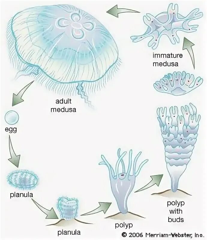 Цикл размножения медуз. Цикл развития сцифоидной медузы. Стадии жизненного цикла медузы. Жизненный цикл сцифоидных медуз схема.