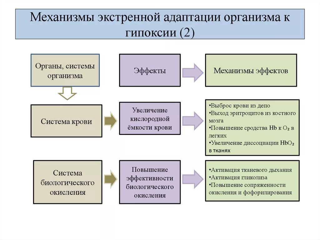 Каким образом организм адаптируется к кислородному голоданию. Адаптация организма к гипоксии. механизмы адаптации организма. механизм долговременной адаптации. срочные и долговременные адаптивные реакции при гипоксии.