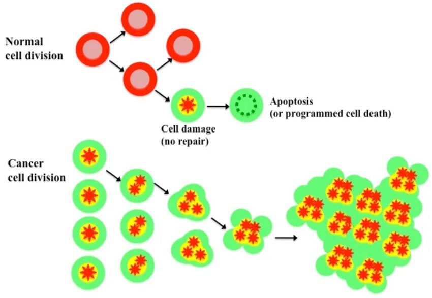 Cell in programming. Normal cell. cell division. cancer cell. v-cell.
