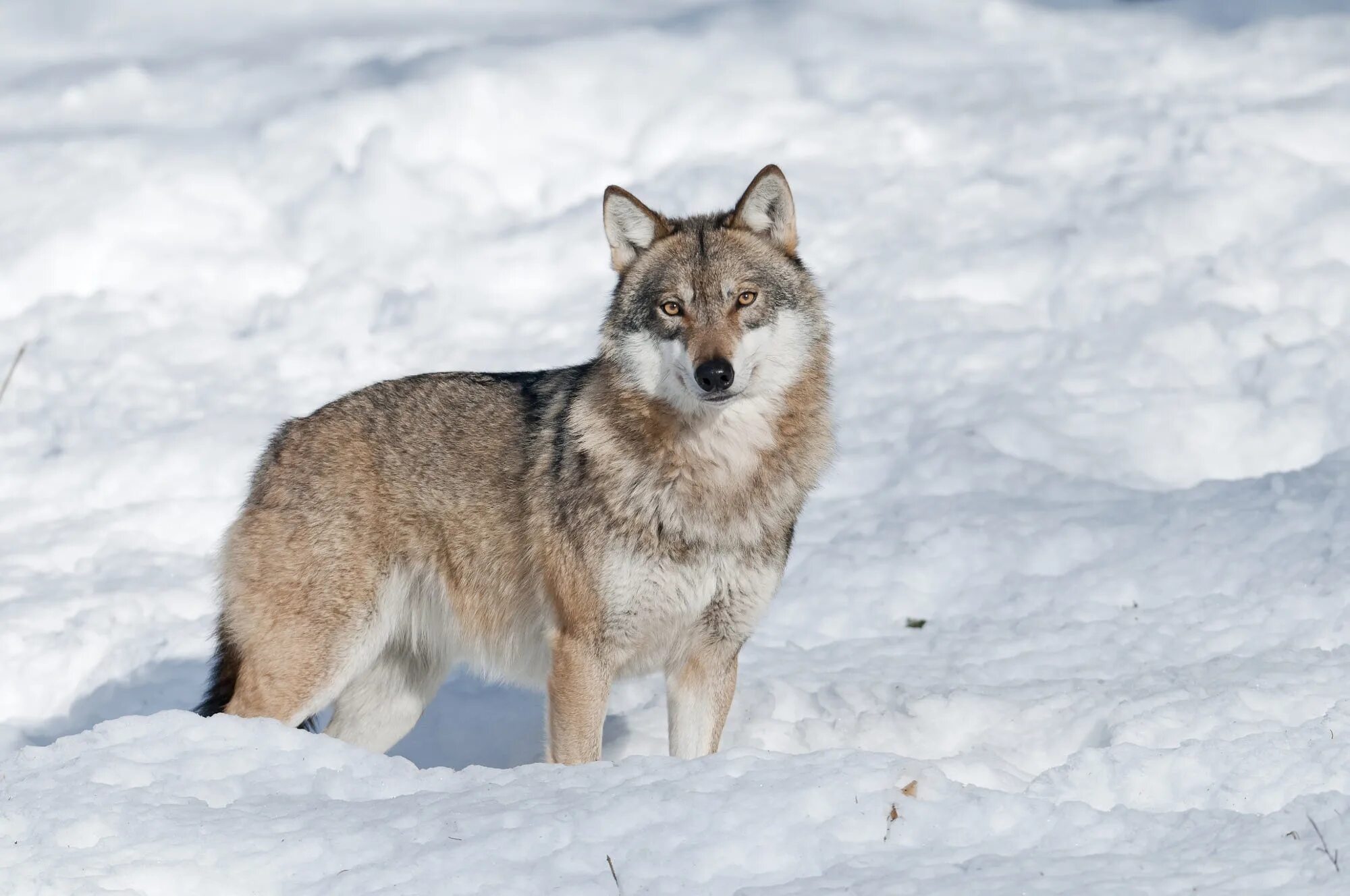 Дикие животные урала. Волк лиса и заяц. Лиса огневка. Белка лиса волк. Животные лиса медведь.
