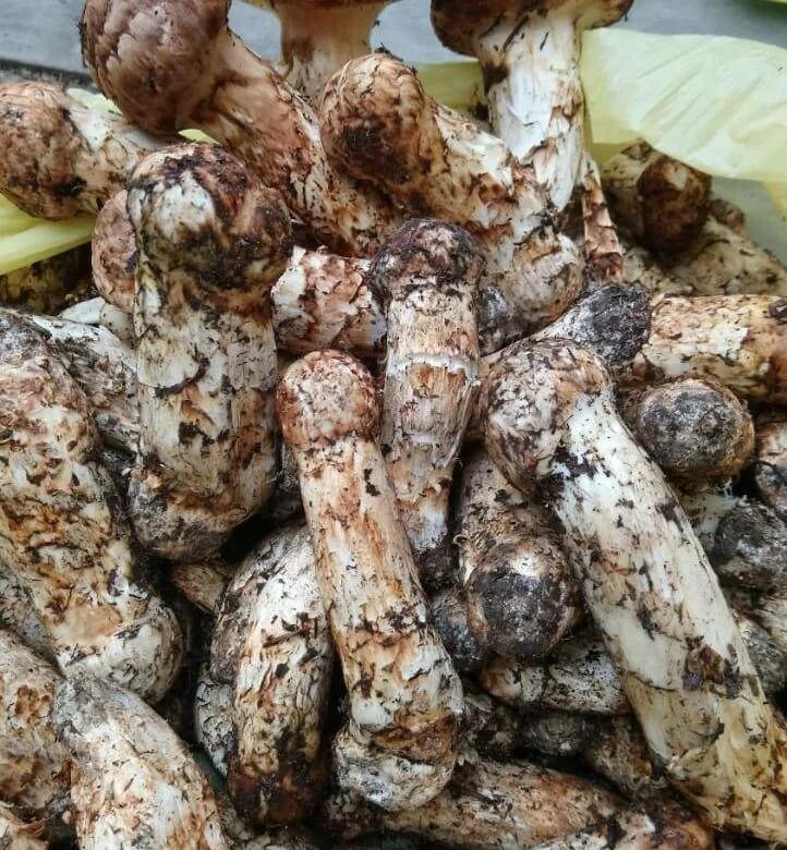 Мацутакэ геншин. Мацутакэ геншин. Мацутакэ геншин. Мацутаке геншин. Геншин карта мацутакэ.