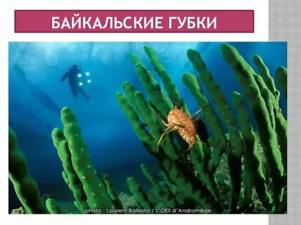 Уникальные организмы