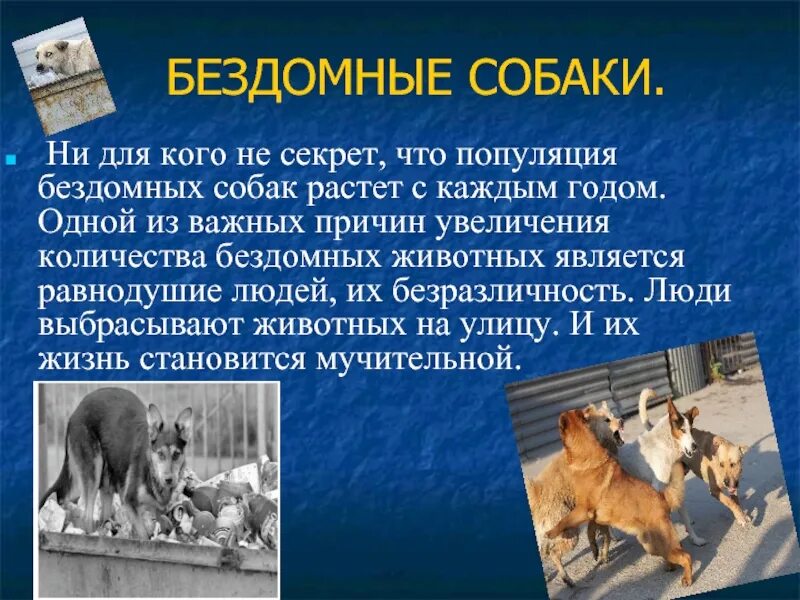Краткое сочинение о бездомных собак. Статьи о бездомных животных. Презентация на тему бездомных животных. Помощь бездомным животным сочинение. Эссе бездомные животные на английском.