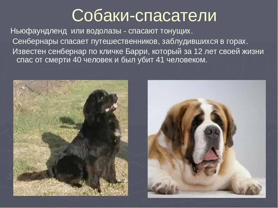 Информация о найденных собаках