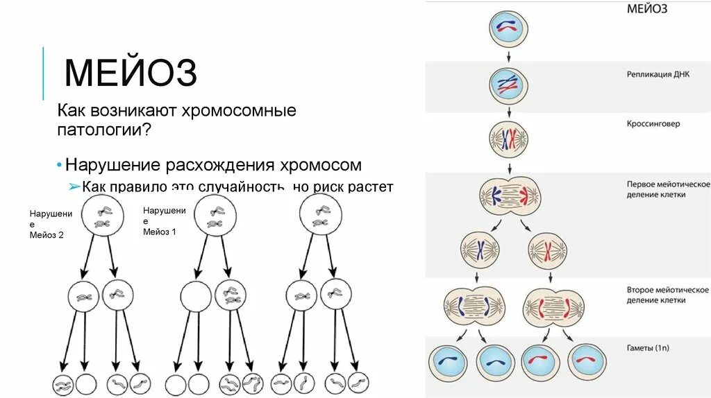 Мейоз 2 набор хромосом. Схема мейоза редукционное деление. Митоз и мейоз стадии деления. Деление клетки мейоз схема. Геномные нерасхождение хромосом в мейозе