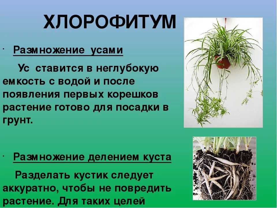 Хлорофитум как размножить. Хлорофитум размножается усами. вегетативное размножение усами хлорофитум. размножение хлорофитума делением куста. хлорофитум черенкование.