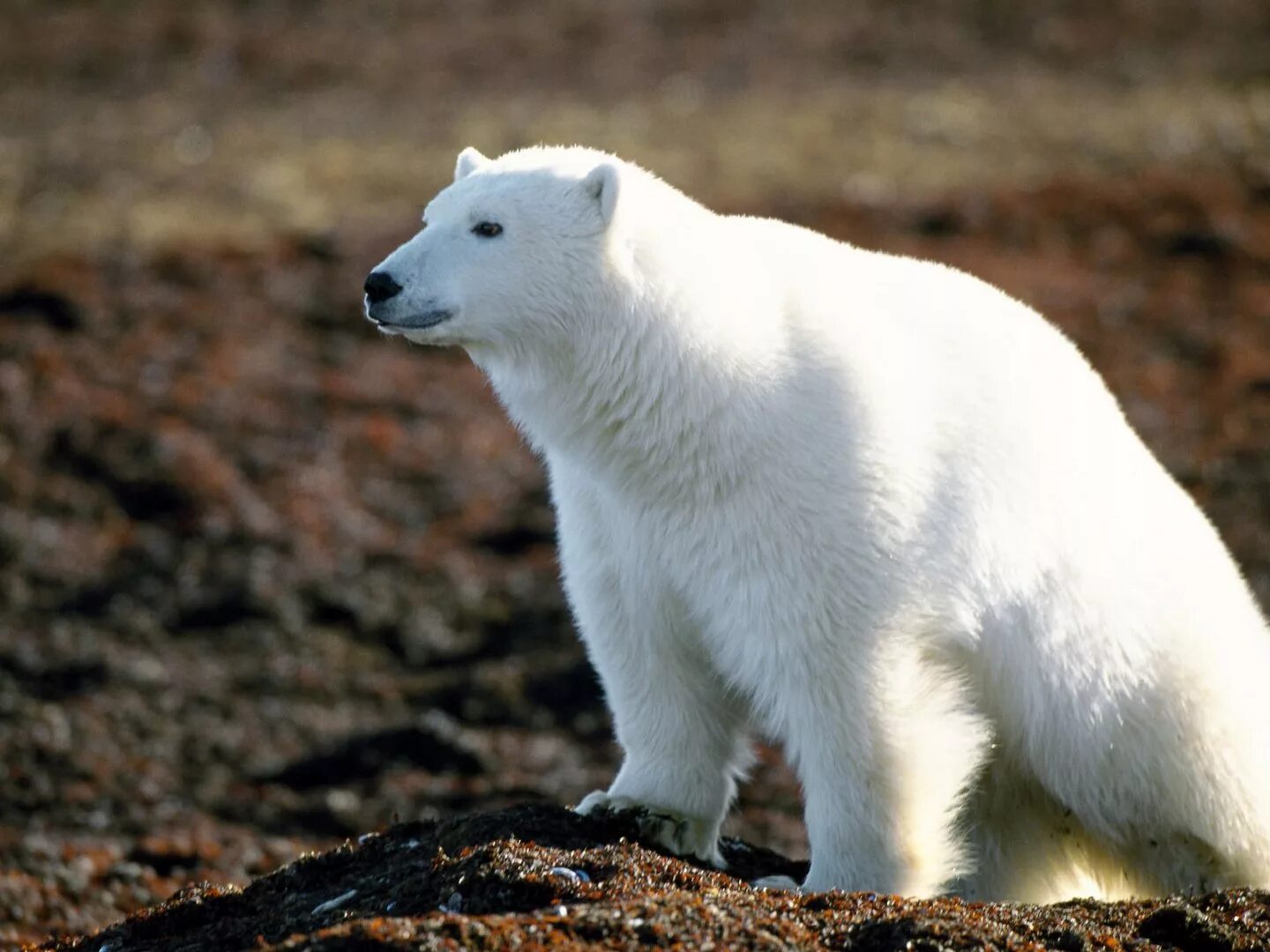 На следующей странице представлены фотографии белого медведя. Белый медведь Ursus maritimus. Белый медведь в Северной Америке. Белый медведь альбинос. Животные Северной Америки белый медведь.