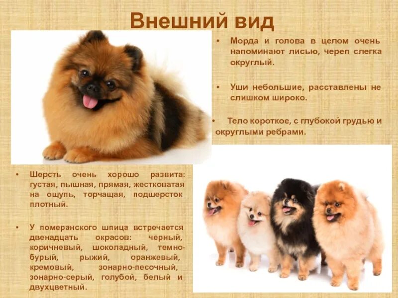 Собака шпиц характеристика. Рассказ о породе собак шпиц. Собака шпиц характеристика. Параметры померанского шпица. Немецкий шпиц параметры породы.