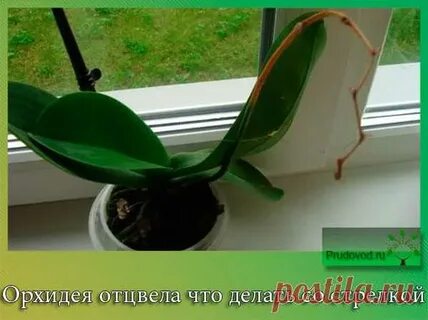 Отцвела орхидея что дальше с ней делать