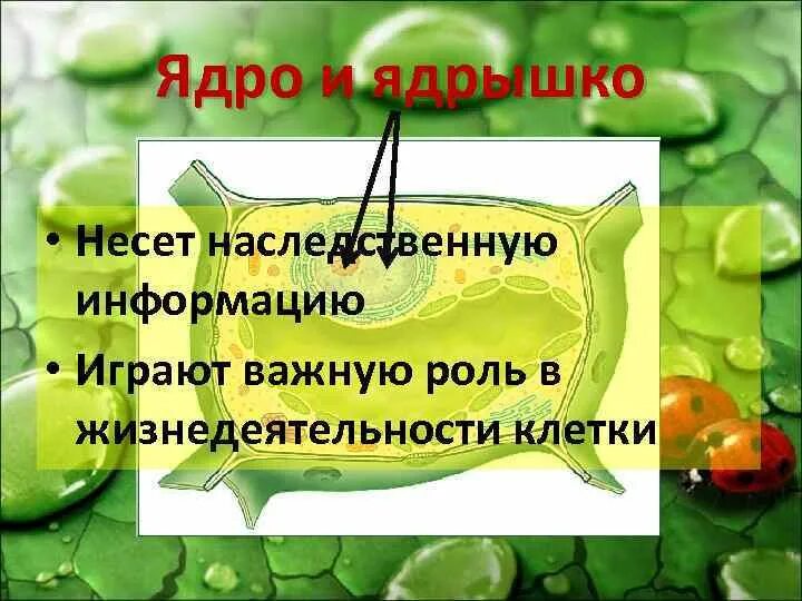 Роль ядра и цитоплазмы в жизнедеятельности клетки. Сравни роль ядра и цитоплазмы в жизнедеятельности клетки. Роль ядра в жизнедеятельности растительной клетки. Какую роль играет ядро.