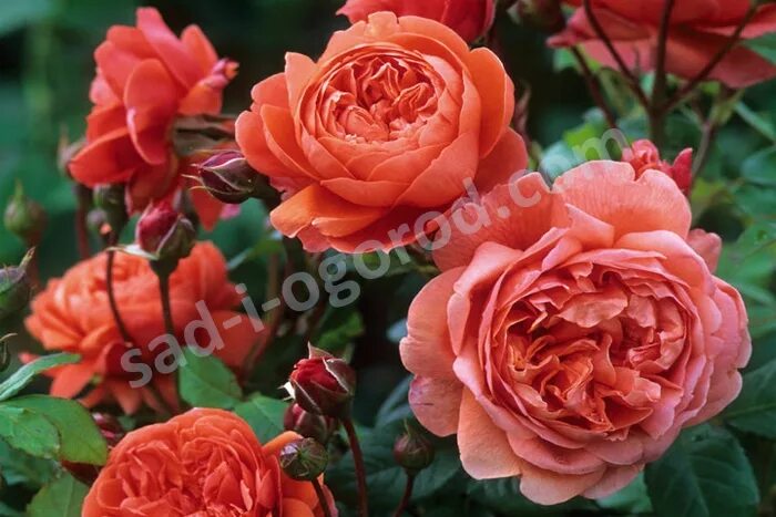 Summer Song - RoseCatalog.ru