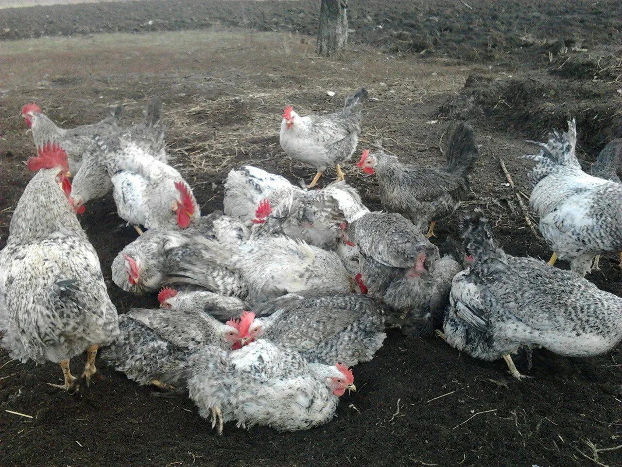 Барковская барвиста куры отзывы. Борковская барвистая. Борковская барвистая порода кур. Цыплята Борковская барвистая. Серебристый Леггорн Борковская барвистая.