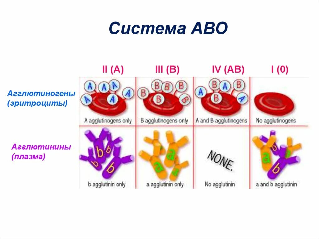 Агглютиногены и агглютинины системы АВО. Агглютиногены эритроцитов таблица. Таблица группы крови,система Abo,агглютиноген,агглютинин. Антигены агглютиногены на мембране эритроцитов.