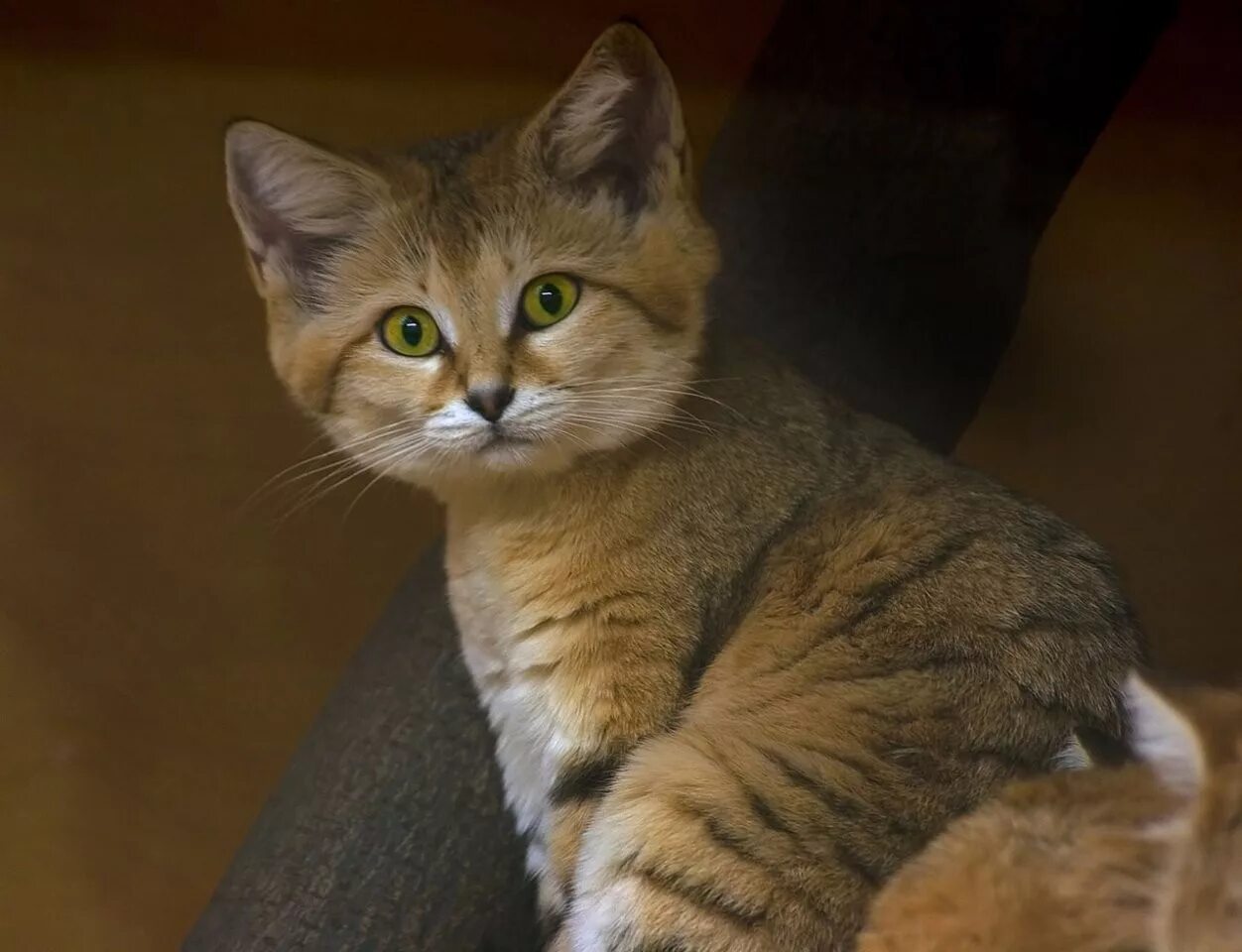 Какие редкие коты. Кошки породы барханный. барханный кот домашний. барханный кот гибрид. самые редкие кошки.