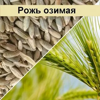 Рож семена