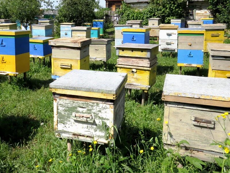 Домик для пчел. Улей для пчел. Пасека домики для пчел. Пчелы пасека. Купить пчел в рязанской области