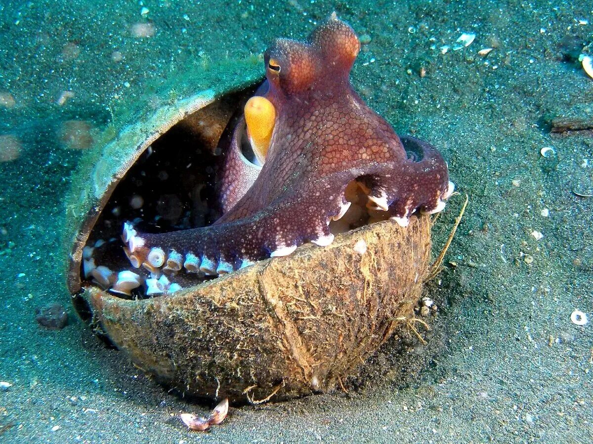 Осьминог животное или нет. Amphioctopus marginatus. Кокосовый осьминог (Coconut Octopus). Осьминог Пигмей. Жилище осьминога.