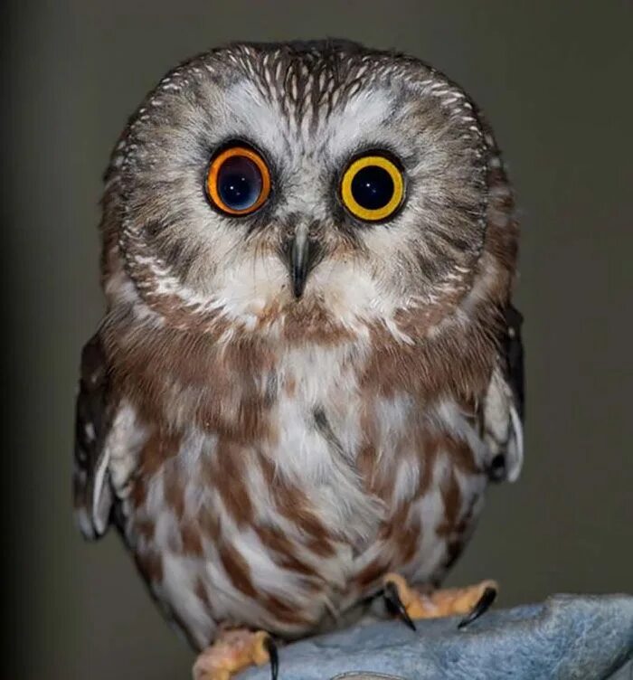Owl #Bird #GreadAndSmall 100+ best free photos about Most Popular Unsplash Deskt