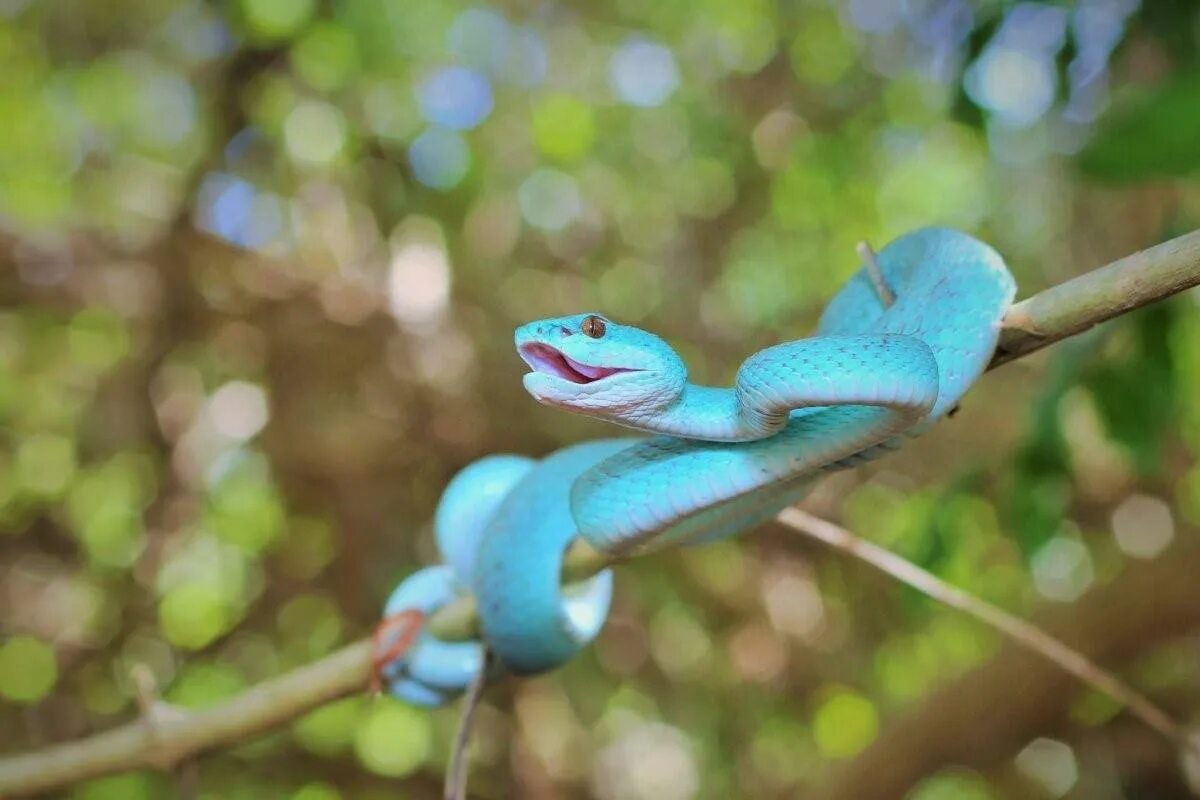 Синяя змейка. Голубая куфия змея. Куфия змея Белогубая. Голубая комодская куфия (Trimeresurus insularis. Островная куфия голубая.