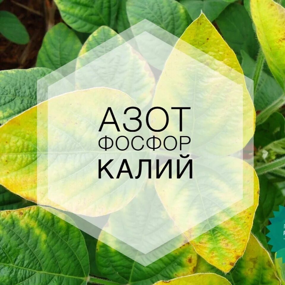 Азотно фосфорный калий. Азот фосфор калий. азот фосфор калий для растений. азот и фосфор. фосфор и калий.