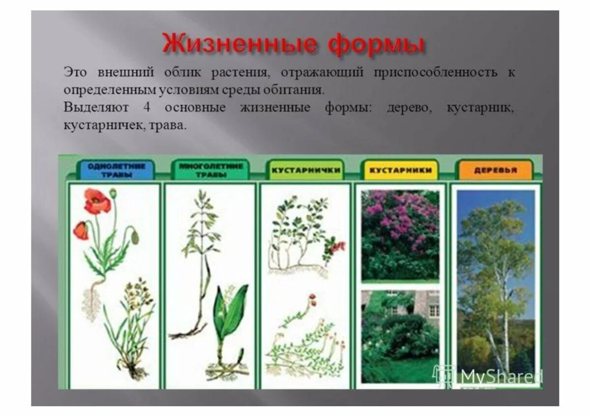 Привести примеры растений деревья кустарники травы. Жизненные формы растений таблица. Разнообразие форм жизни растений. Разнообразие жизненных форм растений. Жизненная форма травы.