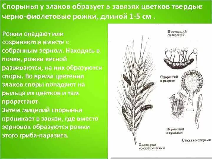 Спорынья строение гриба. Спорынья злаков. Спорынья особенности строения. Спорынья ржи.