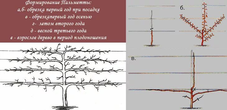 Колоновидные яблони схема обрезки. Схема обрезки колоновидных яблонь. Схема обрезки колоновидной яблони. Колоновидная яблоня схема обрезки.