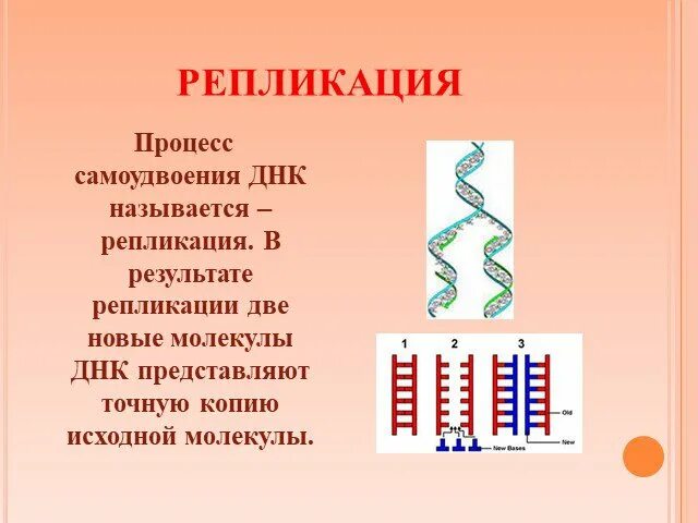 Процесс днк называется. Репликация самоудвоение днк. репликация это процесс самоудвоения нитей днк. самоудвоение молекулы днк. процесс самоудвоения молекулы днк.