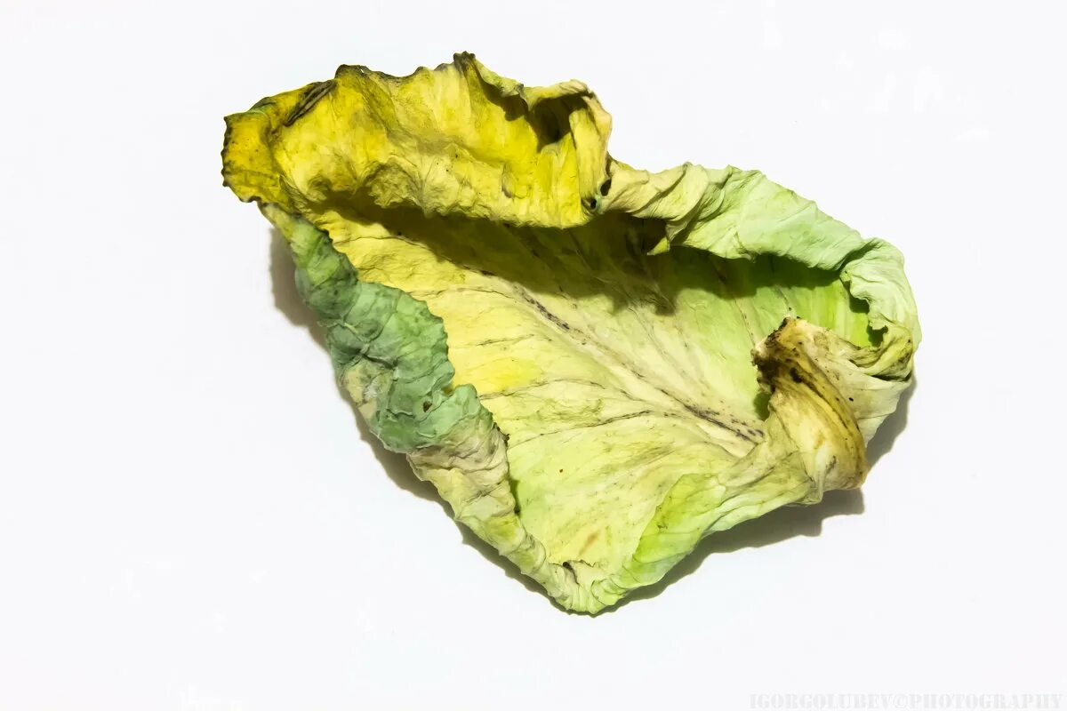 Листок капусты. Лист капусты на белом фоне. Капустный лист форум. Капустный лист форум. Прожилки капусты.