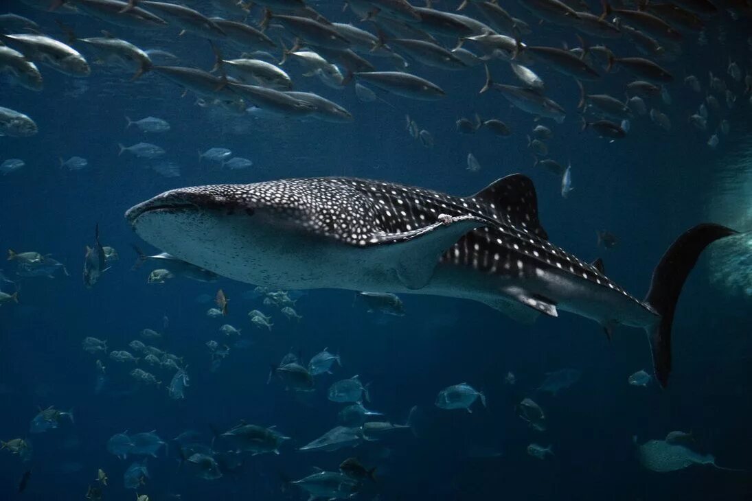 Большая рыба на земле. Китовая акула. Самая большая рыба китовая акула. Самая большая акула в мире китовая акула. Китовая акула фото.