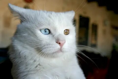 Не важно какого цвета кошка