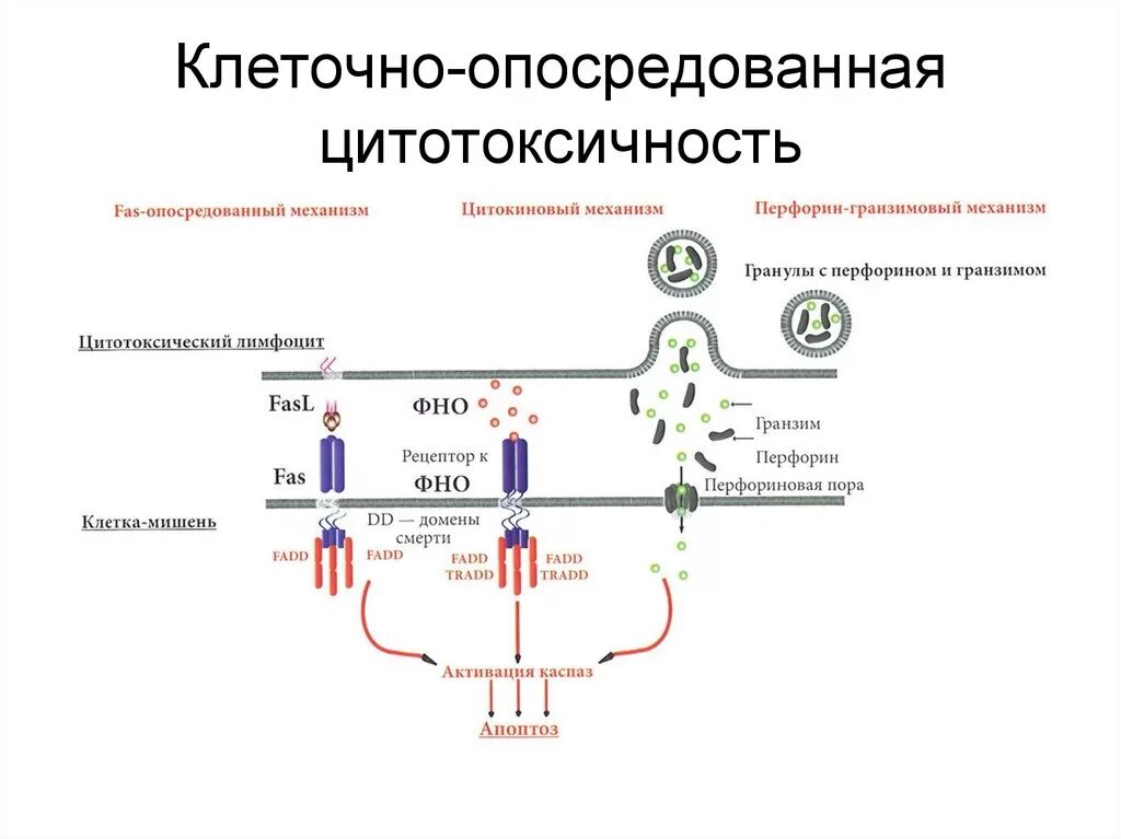 Цитотоксический иммунный ответ. Механизмы т-клеточной цитотоксичности. Схема механизма антителозависимой клеточной цитотоксичности. Цитокиновый механизм цитотоксичности. Цитотоксичность иммунология.