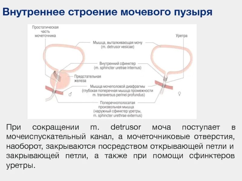 Мочевой пузырь после удаления матки