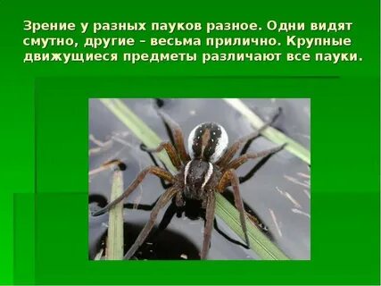 Как видят пауки