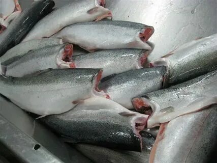 Продам рыбу форель