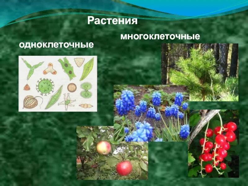 Среди растений встречаются только многоклеточные организмы. Среди растений встречаются только многоклеточные организмы. Многоклеточные растения. Одноклеточные и многоклеточные животные. Многоклеточные организмы растения.