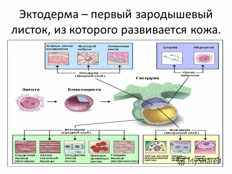 Основные этапы эмбриогенеза таблица. Строение зародышевых листков эмбриона. Характеристика зародышевых листков. Три зародышевых листка. Кожа развивается из зародышевых листков.