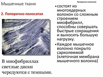 Клетки поперечно полосатой мышечной ткани в отличие