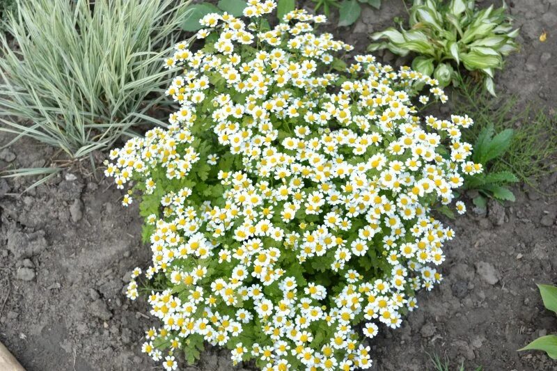 Матрикария далматская Девичья Ромашка (Pyrethrum cinerariaefolium Trev) купить с