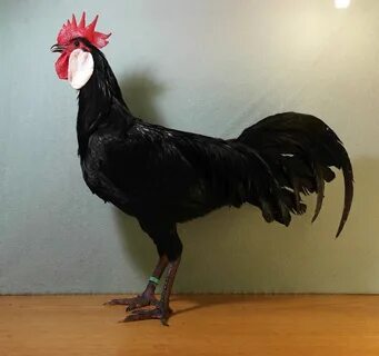 Испанка курица