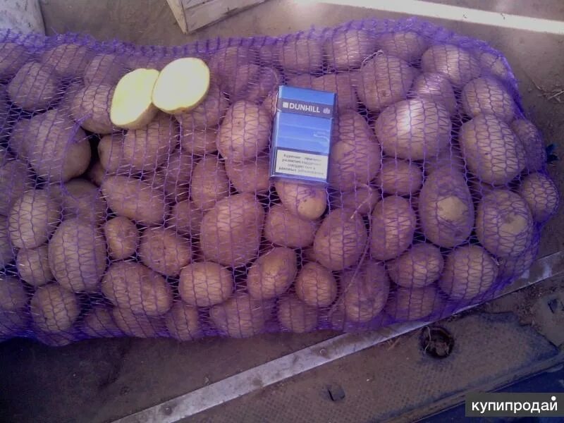 Семенной картофель в новгороде. Семенной картофель гала. семенной картофель в сетках. картофель гала в сетках. картофель гала на складе.