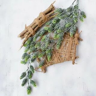 Лоза и травы