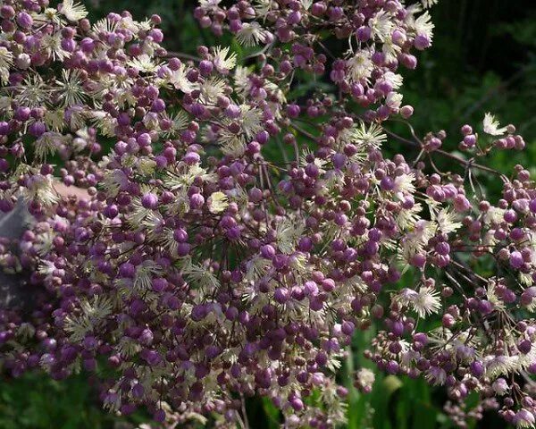 Василистник Elin. Василистник Элин (Thalictrum Elin). Василистник гибридный Elin. Василистник рохебрунский рохебрунский. Василистник семена купить